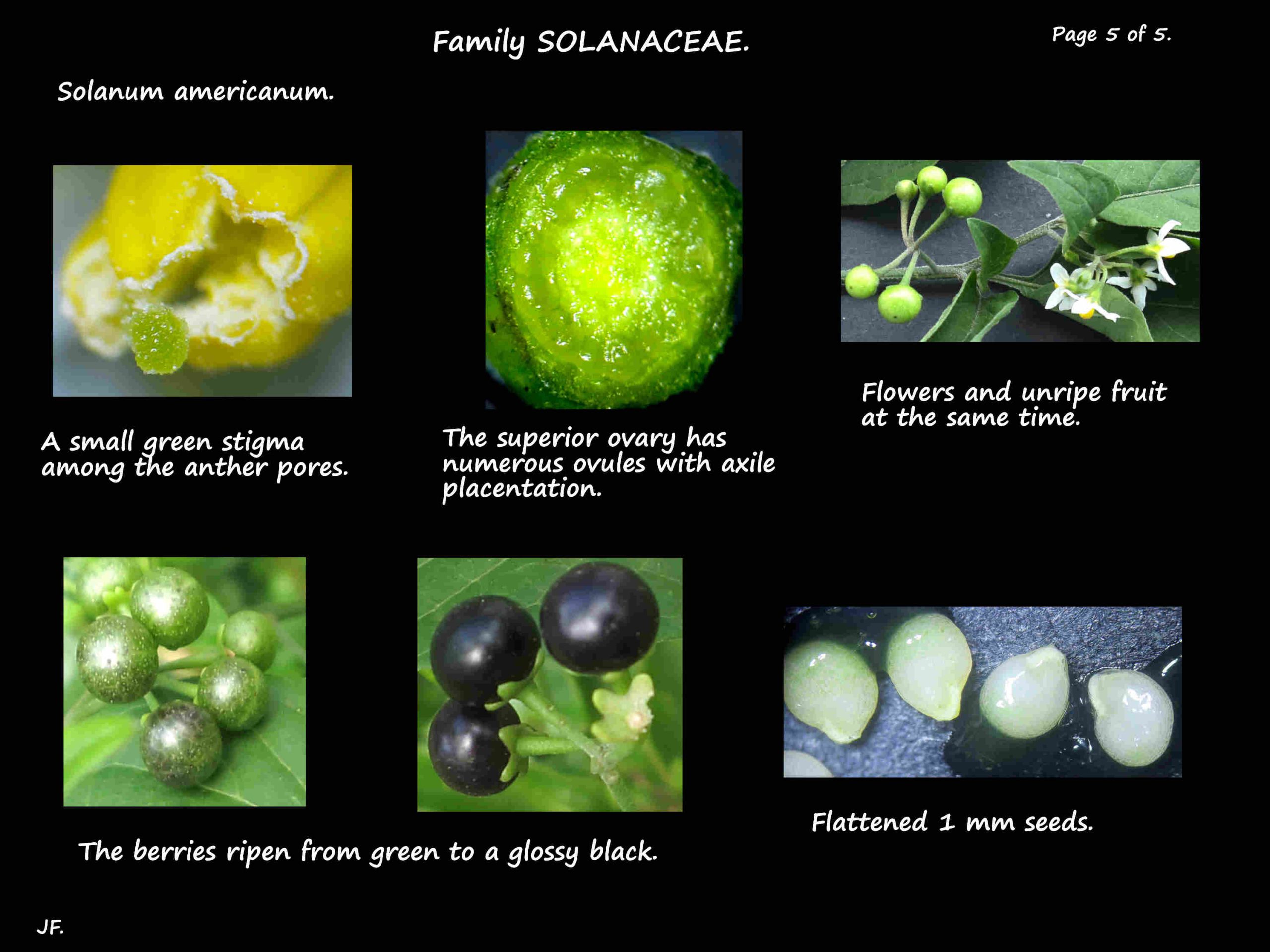5 Solanum americanum berries